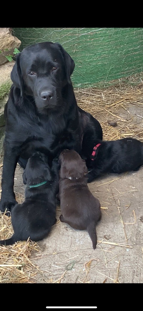 chiot Labrador Retriever De stadimasi