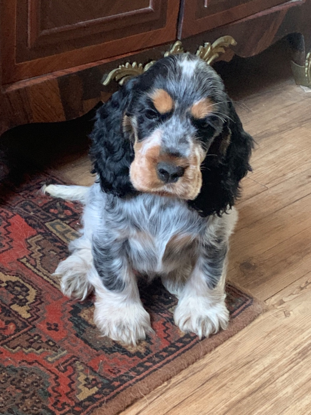 Ascott royale De stadimasi