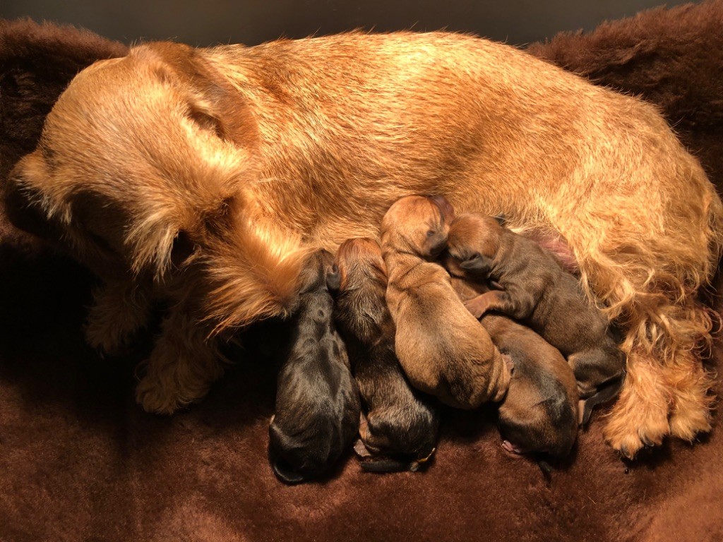 Des bébés teckels Poil dur standard sont nés ! 