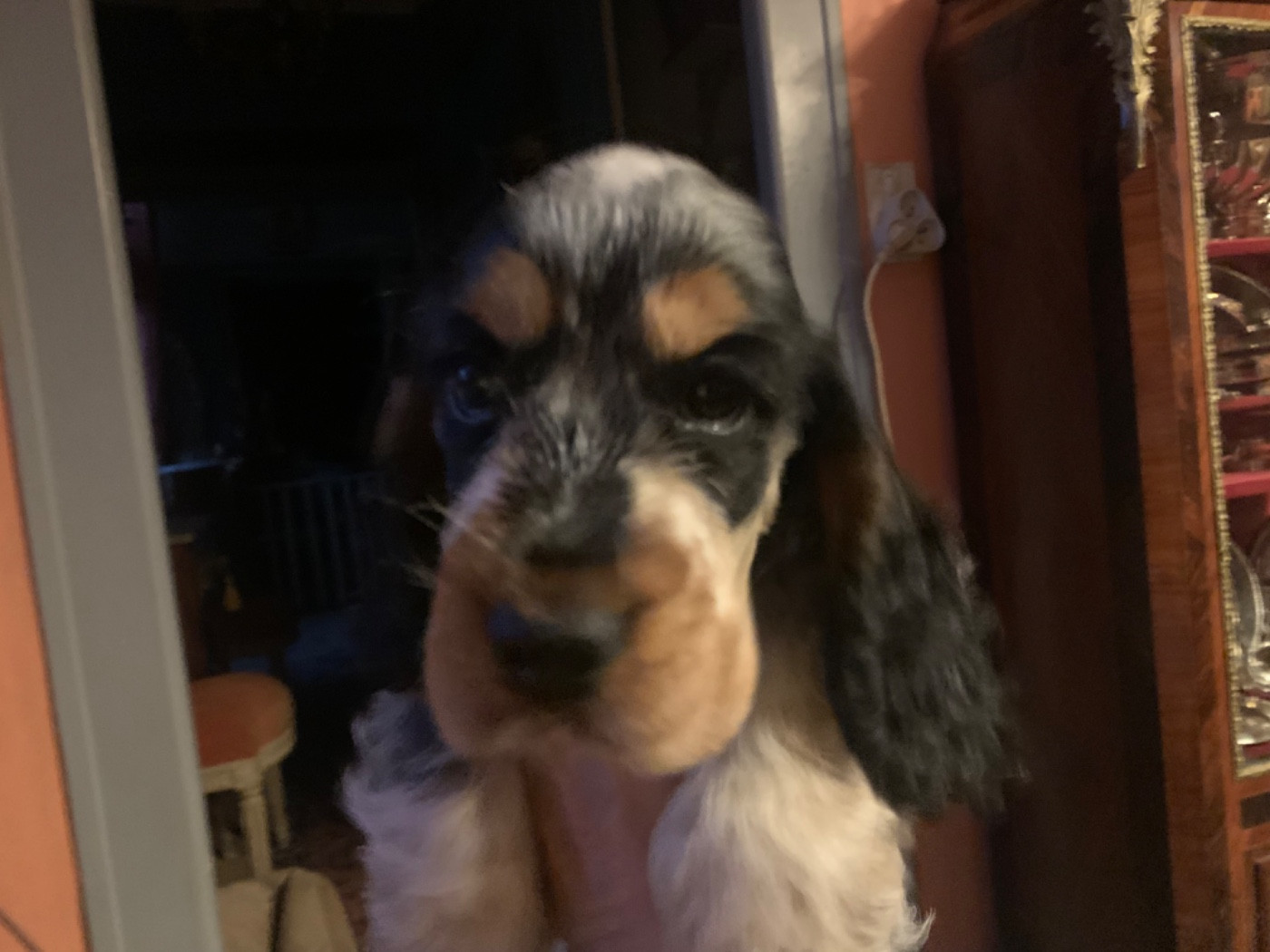 De stadimasi - Chiots disponibles - Cocker Spaniel Anglais