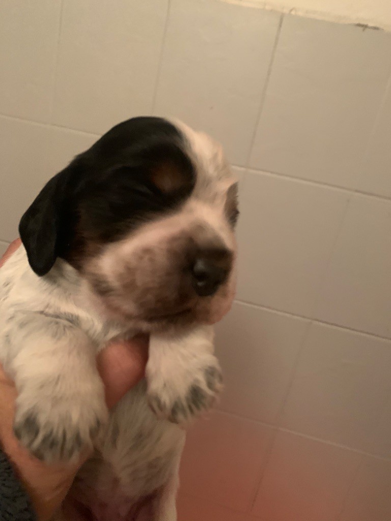 De stadimasi - Cocker Spaniel Anglais - Portée née le 12/09/2025